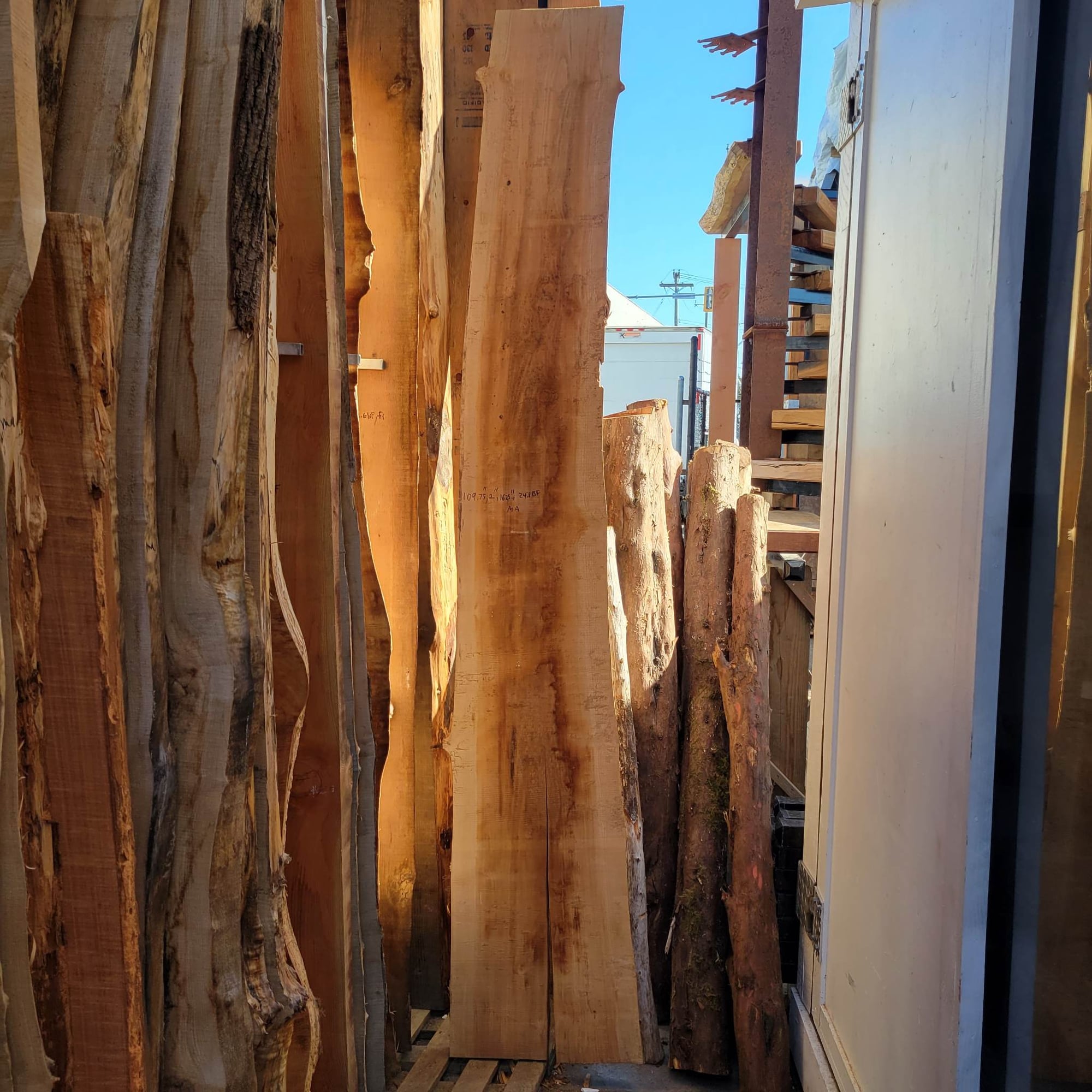 Big Leaf Maple